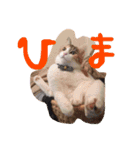 我が家のにゃんこたち♡（個別スタンプ：8）