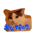 我が家のにゃんこたち♡（個別スタンプ：9）