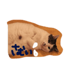 我が家のにゃんこたち♡（個別スタンプ：11）
