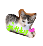 我が家のにゃんこたち♡（個別スタンプ：15）