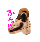 我が家のにゃんこたち♡（個別スタンプ：16）