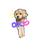 我が家のわんこネムちゃん（個別スタンプ：1）