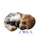 我が家のわんこネムちゃん（個別スタンプ：5）