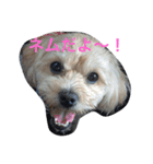 我が家のわんこネムちゃん（個別スタンプ：7）