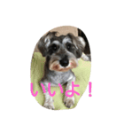 pet is think（個別スタンプ：1）