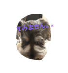 pet is think（個別スタンプ：4）