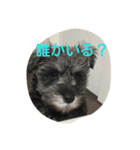 pet is think（個別スタンプ：5）