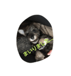 pet is think（個別スタンプ：6）