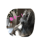 pet is think（個別スタンプ：7）