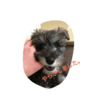 pet is think（個別スタンプ：8）