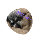 pet is think（個別スタンプ：13）