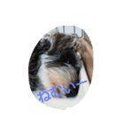 pet is think（個別スタンプ：14）