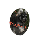 pet is think（個別スタンプ：15）