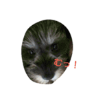 pet is think（個別スタンプ：16）