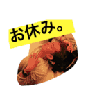 早川恵英です。（個別スタンプ：2）