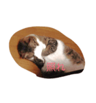 a warm and comfortable（個別スタンプ：6）