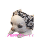 愛犬チワワ'Sのスタンプです。（個別スタンプ：1）