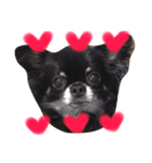 愛犬チワワ'Sのスタンプです。（個別スタンプ：2）
