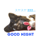 愛犬チワワ'Sのスタンプです。（個別スタンプ：3）