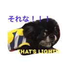愛犬チワワ'Sのスタンプです。（個別スタンプ：4）