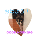 愛犬チワワ'Sのスタンプです。（個別スタンプ：5）