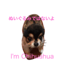 愛犬チワワ'Sのスタンプです。（個別スタンプ：6）