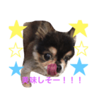 愛犬チワワ'Sのスタンプです。（個別スタンプ：7）