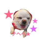 愛犬チワワ'Sのスタンプです。（個別スタンプ：8）