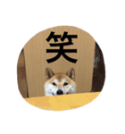 岡山弁・柴犬空（個別スタンプ：2）