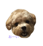 ちゃちゃまる。まゆみ（個別スタンプ：2）
