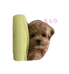 ちゃちゃまる。まゆみ（個別スタンプ：4）