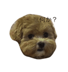 ちゃちゃまる。まゆみ（個別スタンプ：7）