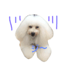 wanリラ DOG's ワンコシリーズ（個別スタンプ：4）