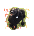 wanリラ DOG's ワンコシリーズ（個別スタンプ：5）