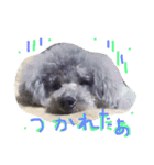 wanリラ DOG's ワンコシリーズ（個別スタンプ：6）