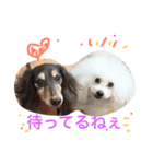 wanリラ DOG's ワンコシリーズ（個別スタンプ：7）