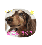 wanリラ DOG's ワンコシリーズ（個別スタンプ：8）