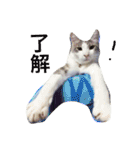 wanリラ DOG's ワンコシリーズ（個別スタンプ：10）