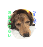 wanリラ DOG's ワンコシリーズ（個別スタンプ：11）