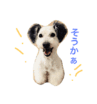 wanリラ DOG's ワンコシリーズ（個別スタンプ：13）