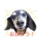 wanリラ DOG's ワンコシリーズ（個別スタンプ：14）