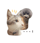 wanリラ DOG's ワンコシリーズ（個別スタンプ：16）