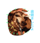 wanリラ DOG's ワンコシリーズ（個別スタンプ：18）