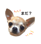 wanリラ DOG's ワンコシリーズ（個別スタンプ：19）