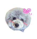 wanリラ DOG's ワンコシリーズ（個別スタンプ：21）