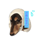 wanリラ DOG's ワンコシリーズ（個別スタンプ：24）