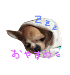 wanリラ DOG's ワンコシリーズ（個別スタンプ：26）