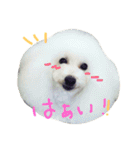 wanリラ DOG's ワンコシリーズ（個別スタンプ：28）