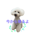 wanリラ DOG's ワンコシリーズ（個別スタンプ：31）
