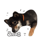 wanリラ DOG's ワンコシリーズ（個別スタンプ：36）